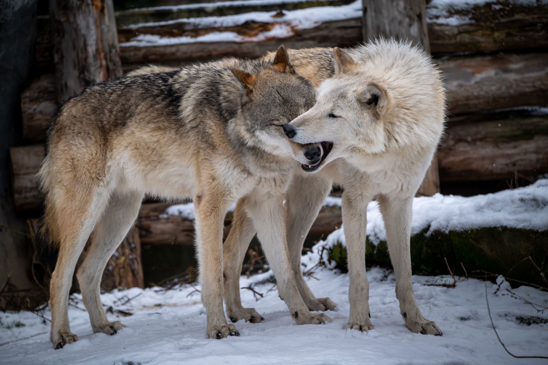 Two wolves engaging playfully in a snowy forest during winter.